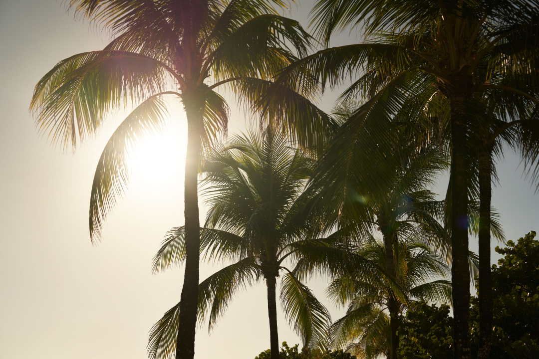 Rivage Bal Harbour — 5